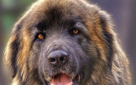 Giant Leonberger Dog