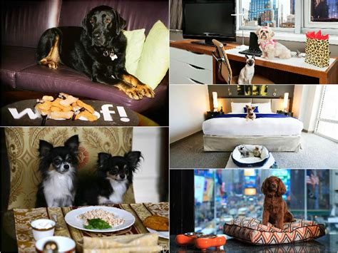 Pooch pampering - The top 10 pet friendly luxury hotels in New York ...