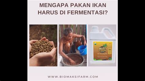 Fermentasi Pakan Ikan Lele Nila Gurame Dan Ikan Air Tawar Lainnya