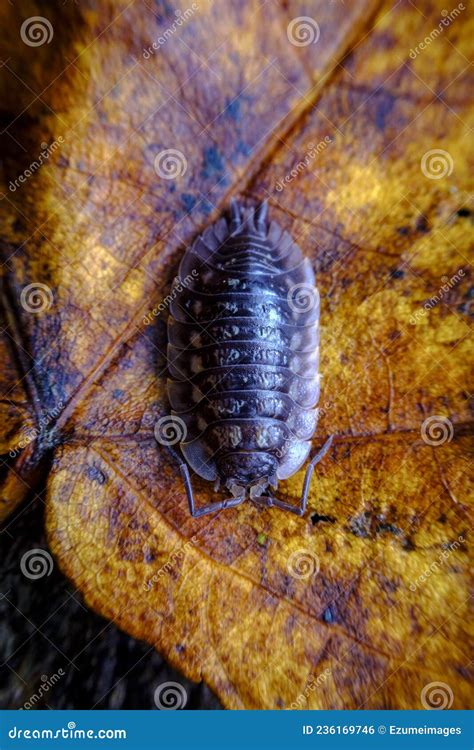 Pill Bug Armadillidiidae Stock Photo Image Of Animal 236169746