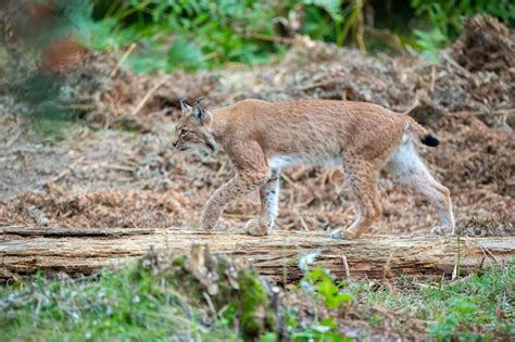 Free Photo | Beautiful and endangered eurasian lynx in the nature ...