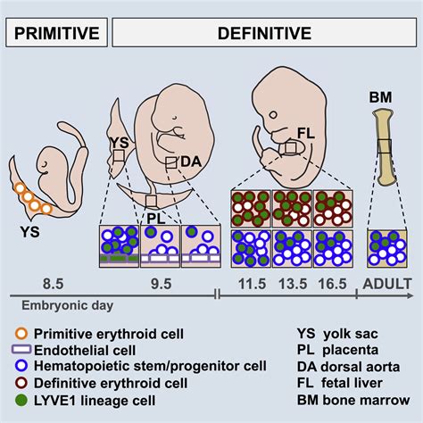 LYVE1 Marks The Divergence Of Yolk Sac Definitive Hemogenic Endothelium