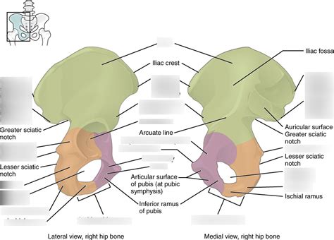 Pelvic Girdle Anatomy Diagram Quizlet