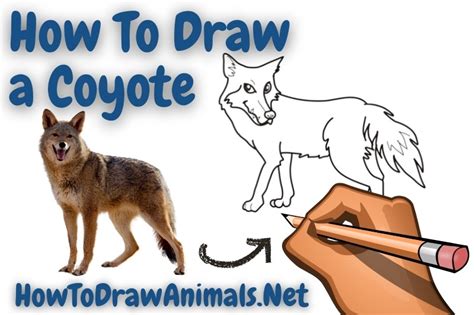 How To Draw A Coyote Easy Drawing Tutorial