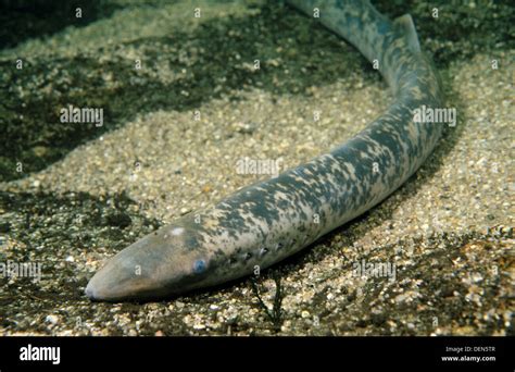 Sea Lamprey Fish Stock Photos And Sea Lamprey Fish Stock Images Alamy