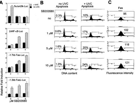 Inhibition Of P38 Activity By SB203580 Increased UVC Induced Apoptosis