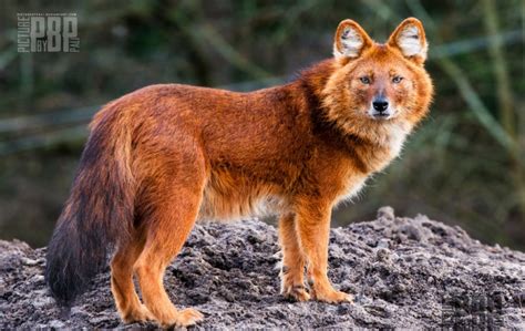 White Wolf : Meet The Amazing Looking Mountain Wolf (The Dhole) From Asia