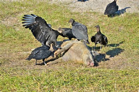 Do Black Vultures Eat Live Animals