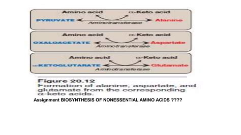 Glucogenic And Ketogenic Amino Acids Lec 20 PPT