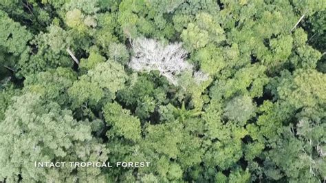 Los Humanos Hemos Degradado Más De Un Tercio De Los Bosques Del Amazonas