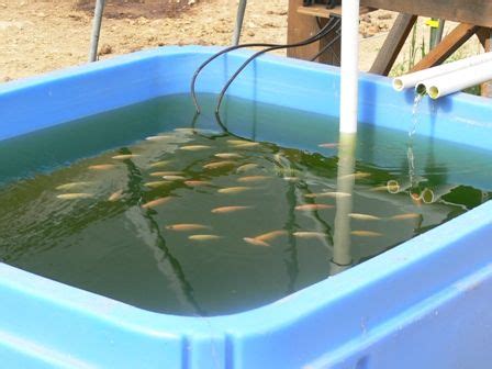 Raising Tilapia At Home Fish Farming Aquaponic Gardening Aquaponics