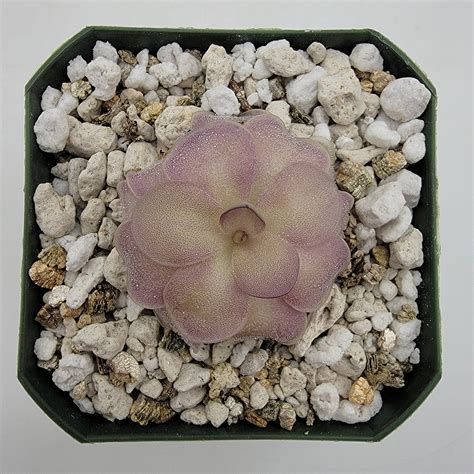 Pinguicula agnata x cyclosecta | Butterworts | Rainbow Carnivorous