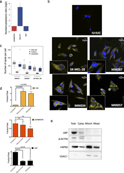 Melanoma Addiction To The Long Non Coding Rna Sammson Nature