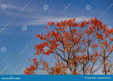 Canopy Called Mulungu With Blue Sky Stock Photo Image Of Background