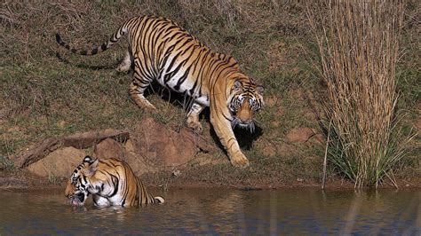 Wildlife - Bandhavgarh National Park on Behance