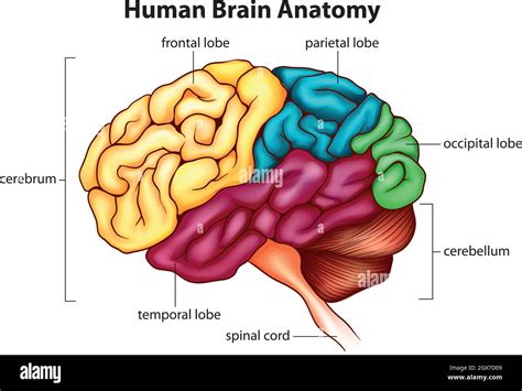 Temporal Lobe Brain Stem Stock Vector Images Alamy