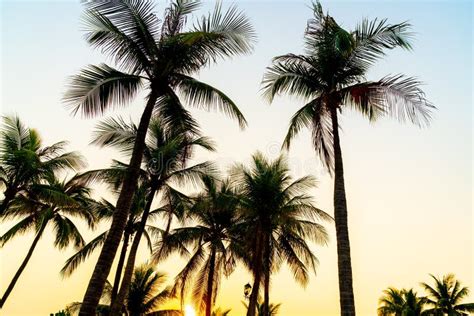 Beautiful Coconut Palm Tree with Sunset Stock Image - Image of holiday ...