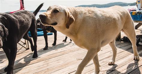 Cose Fondamentali Da Fare Per Il Tuo Cane Subito Dopo L Estate