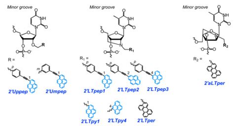 Molecules Free Full Text Recent Advances In Nucleic Acid Targeting