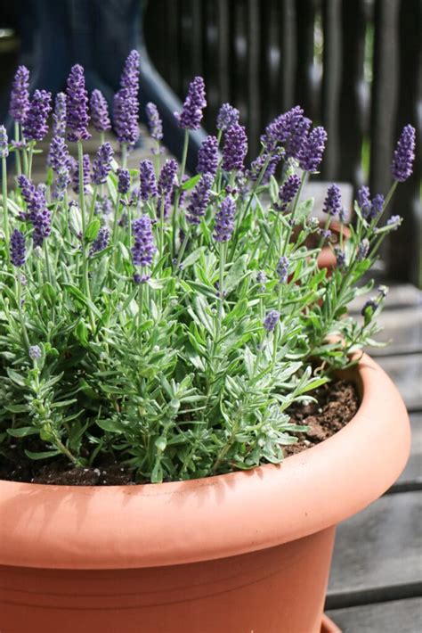 How To Grow Lavender In Pots Successfully!