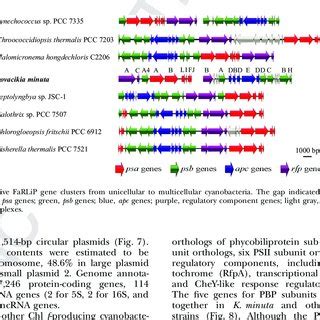 Circular Representation Of Kovacikia Minuta Chromosome And Plasmid