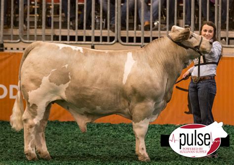 Houston Livestock Show Jr Market Steers Abc The Pulse