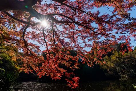 そろそろ見頃になってきた震生湖の紅葉 紅葉