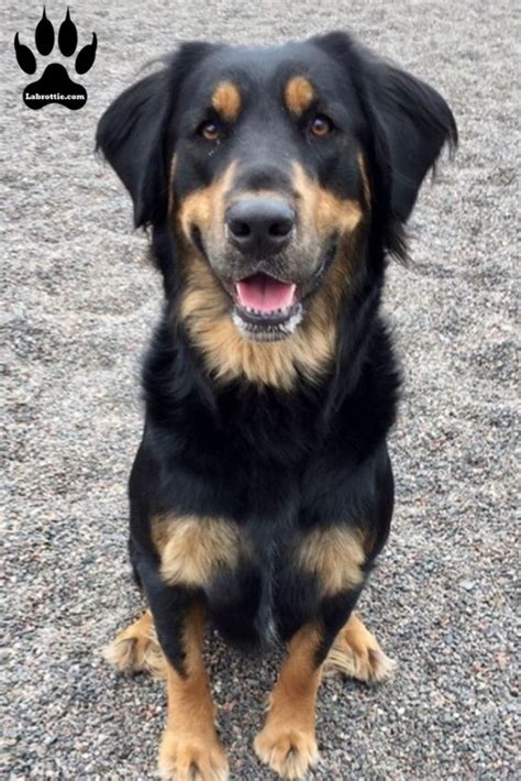 Rottweiler Lab Mix - a Lovable Malleable Breed | Labrottie.com