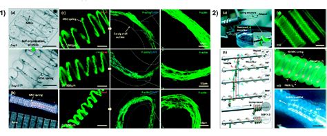 Figure 1 From Advanced Multi Dimensional Cellular Models As Emerging