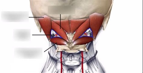 Suboccipital Muscles Of The Neck Diagram Quizlet