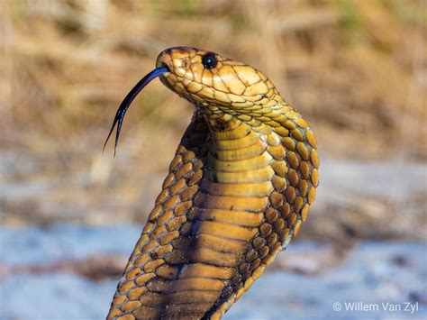 cape cobra naja nivea  milnerton south africa dangerously