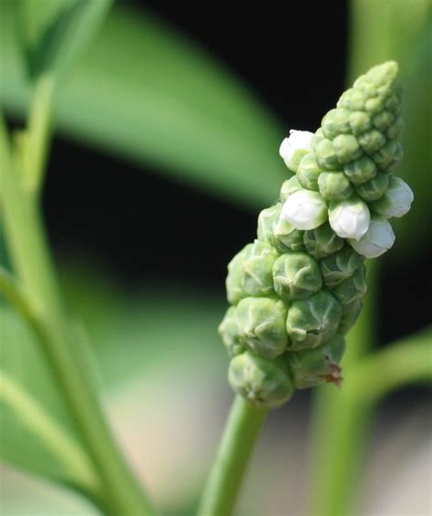 Sphenoclea Zeylanica Plantas Acu Ticas Invasoras M Xico Inaturalist