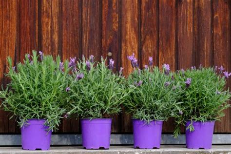 Plantas De Exterior En Maceta Nombres Caracter Sticas Y Fotos