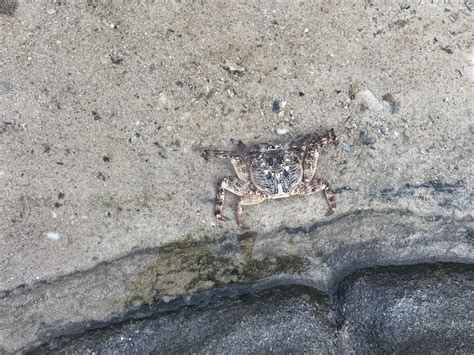 Purple Shore Crabs Beach Safety Hub