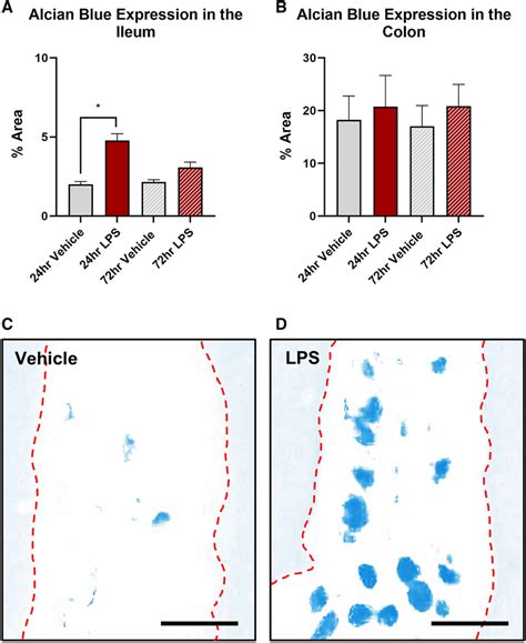 Effect On Goblet Cells Numbers In The Ileal And Colonic Mucosa