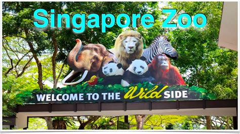 Singapore Zoo Farm Animals