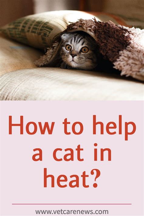 How To Help A Cat In Heat A Beginner S Guide On Female Cat Heat Cycle