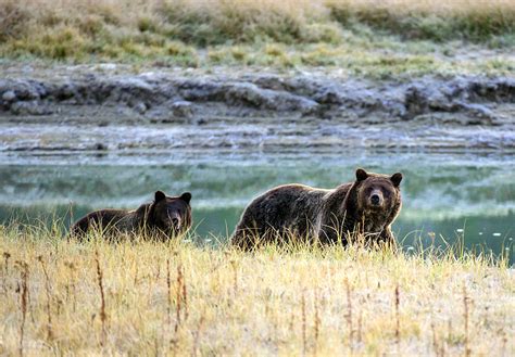 Grizzly bears of Yellowstone National Park taken off endangered list | wcnc.com