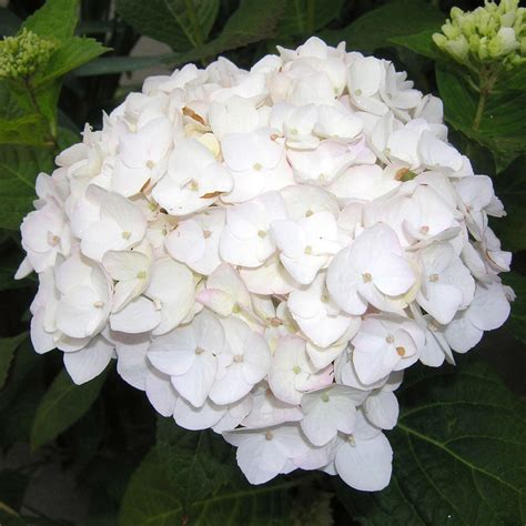 Gartenhortensie Hydrangea macrophylla The Bride weiß