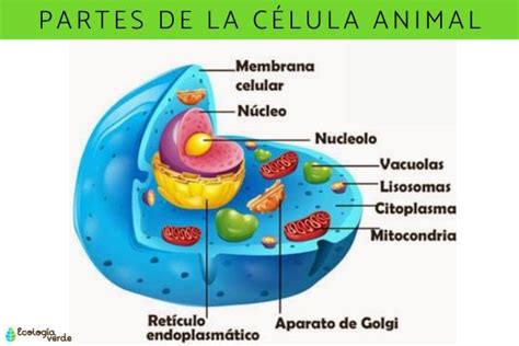 Biologia Las Células Estructura De La Célula Eucariota