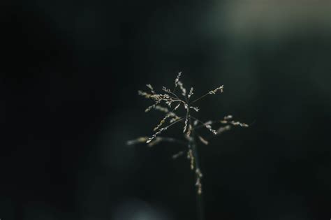 Free Images Nature Branch Light Night Sunlight Leaf Flower