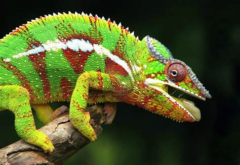 Three New Chameleon Species Discovered Daily Excelsior