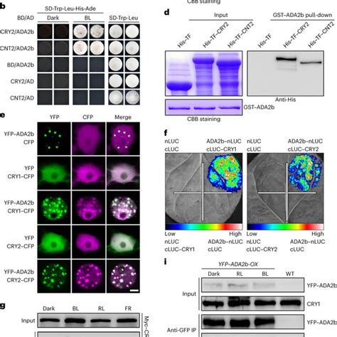 CRY1 and CRY2 interact with ADA2b in a blue-light-dependent manner a,b ...