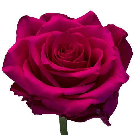 Pink Roses: Meaning, Symbolism, History - La Fleur De Luxe