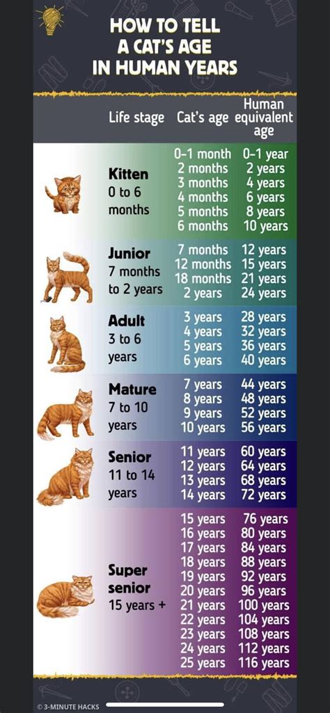 how many years cats to human 3