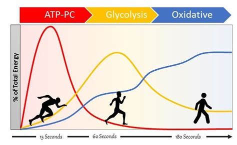 Diagram Of Atp-pc System Atp Adp Cycle Breakdown Explained M