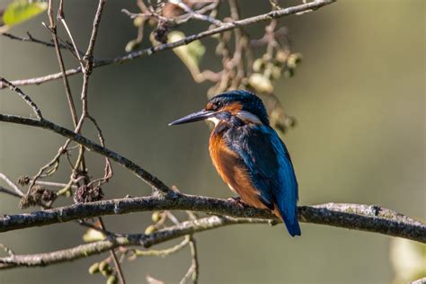 Kingfisher Bird Wallpaper 4k Background Hd Wallpaper Background Images