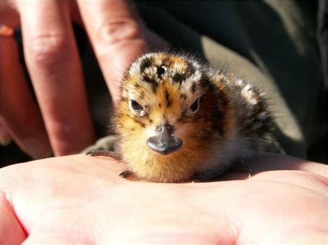 These Funny Little Birds Just Avoided A Very Serious Problem Baby