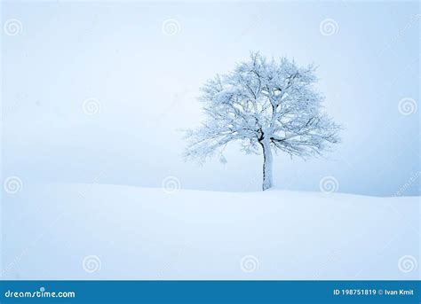 Minimalistic Landscape With A Lonely Naked Snowy Tree Stock Image Image Of Christmas Field