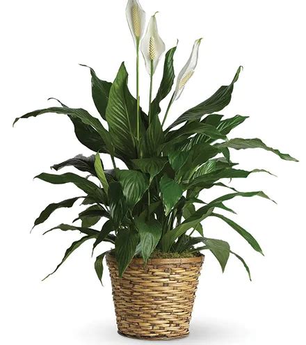 Classic Peace Lily Plant | Blooms Today | Blooms Today